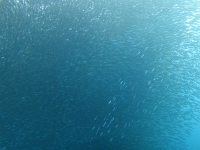 DSC00101