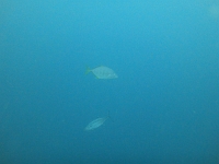 DSC00102