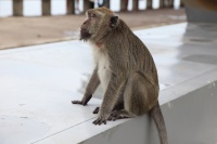 IMG_6209R おやおや、街中だというのにお猿さんが陣取ってらっしゃいますよ。