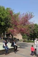 IMG_4814RR 